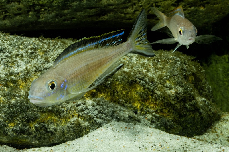 Lestradea perspicax 'Kigoma'